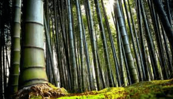 5120x1440p 329 bamboo wallpapers