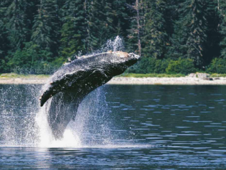 The Benefits Of A Private Whale Watching Tour In Juneau