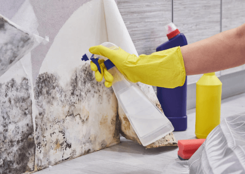 When To Call For Professional Mold Removal Services