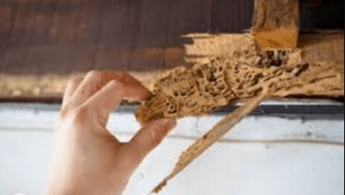 Termite Infestation—A common problem?