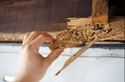 Termite Infestation—A common problem?