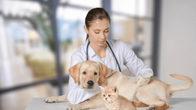 The Importance of Regular Check-ups for Your Pet's Health