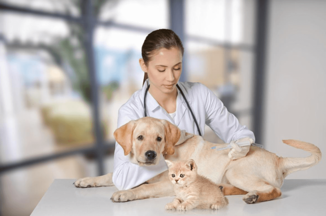 The Importance of Regular Check-ups for Your Pet's Health