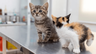 What to Expect During Your First Visit to the Animal Clinic