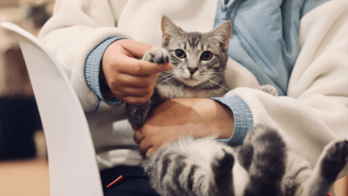 How To Choose The Right General Veterinarian For Your Pet