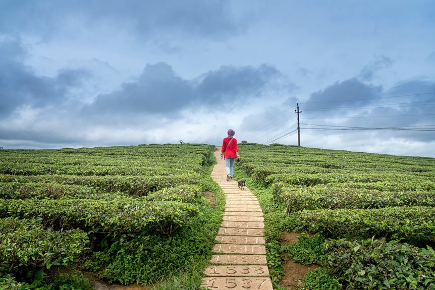 velocity horizon numerical data