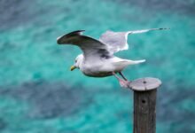 bold horizons across fields