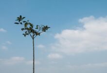 dynamic horizons toward global growth